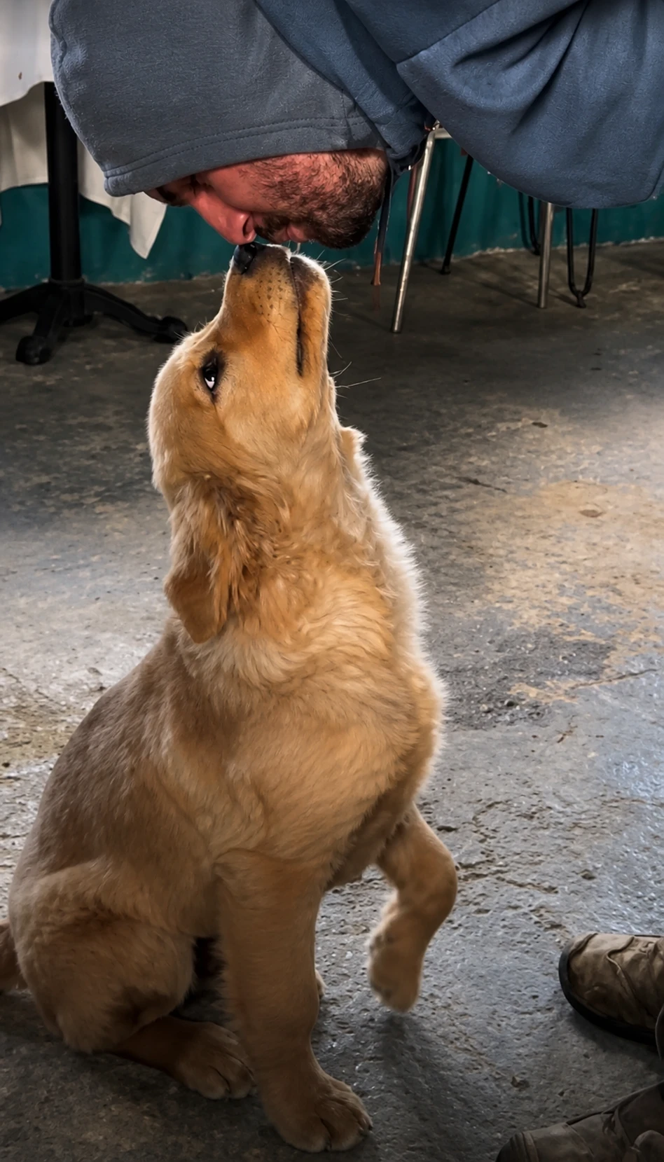 Milo isimli yavru köpek