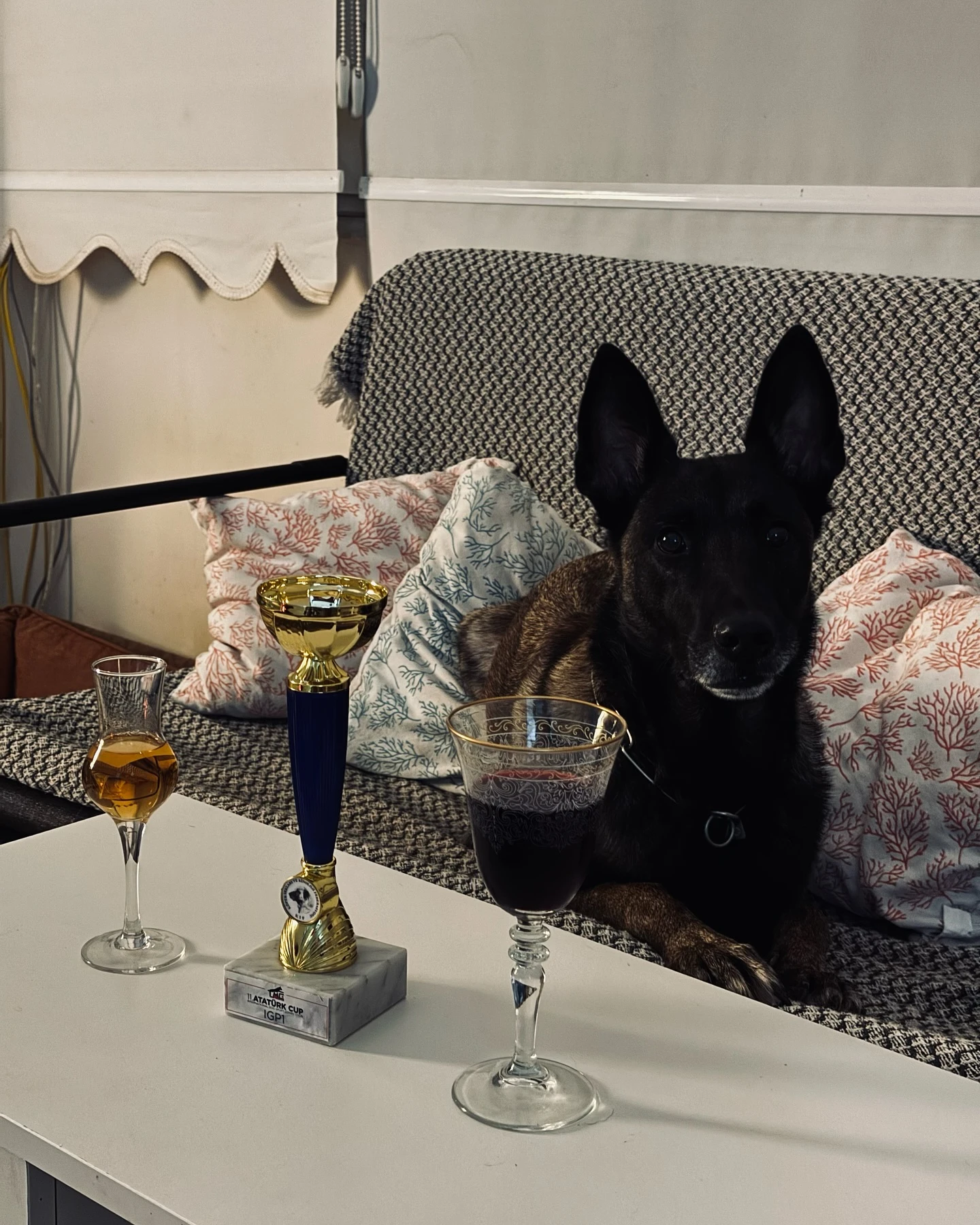 Çalışma köpeği ve eğitmeni