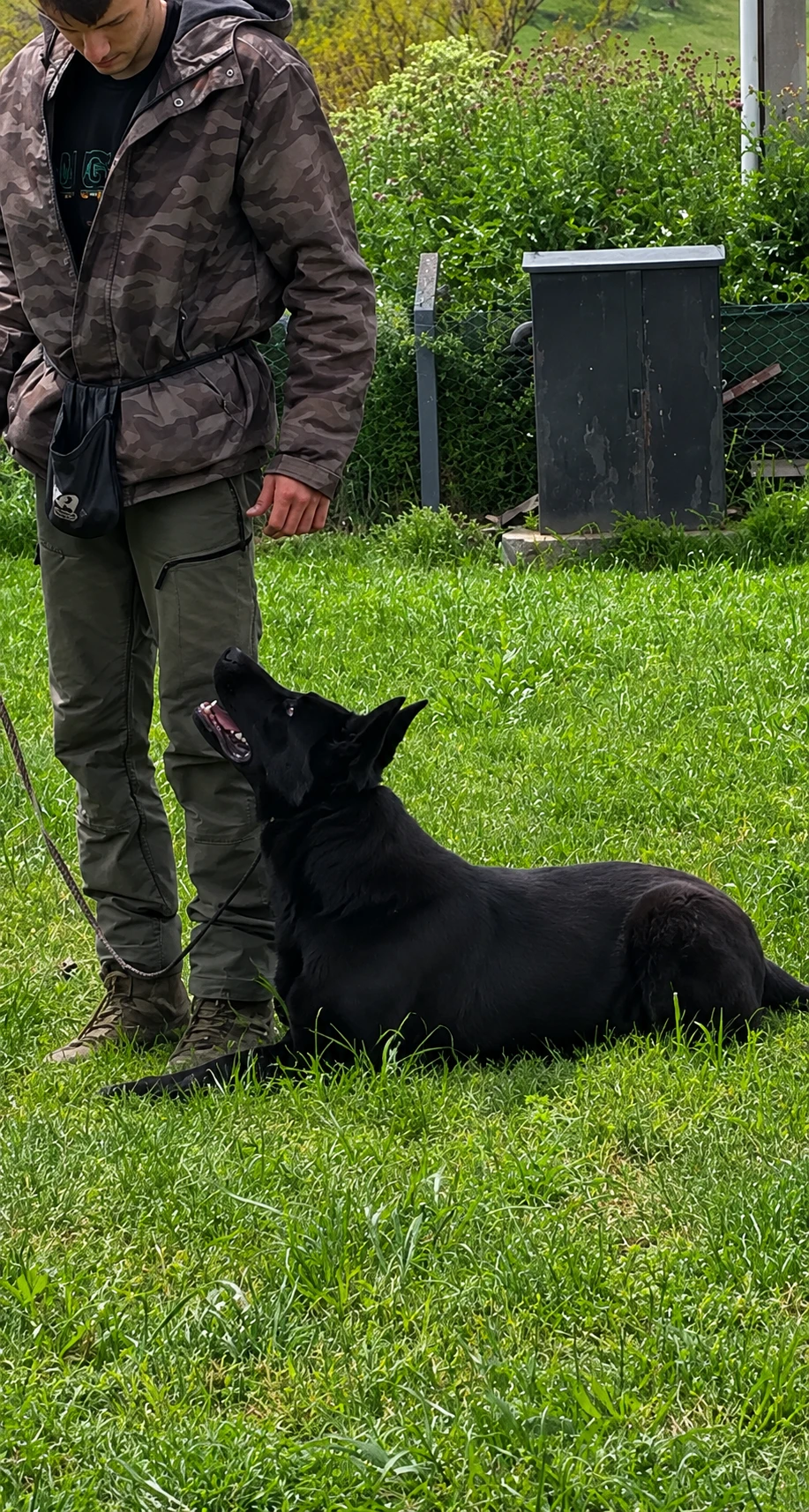 Köpek ile kontrollü çalışma